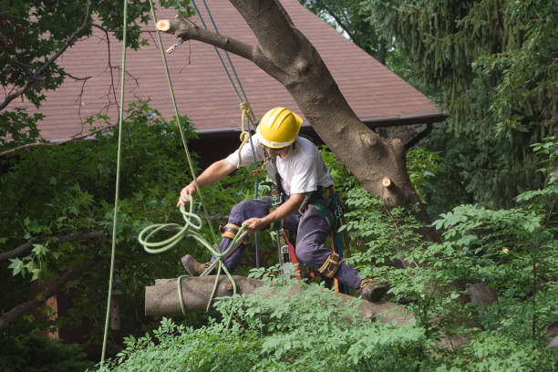 Trusted Blountville, TN Tree Care Experts